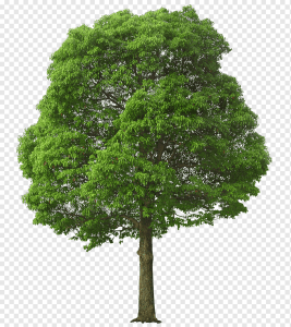 Transparent Tree Image with Large Green Tree Illustration