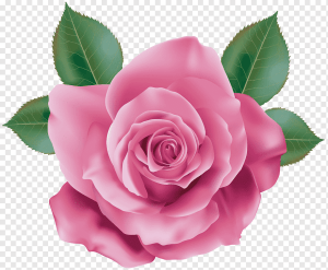 Pink Rose PNG