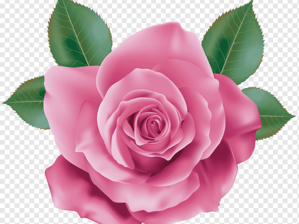 Pink Rose PNG