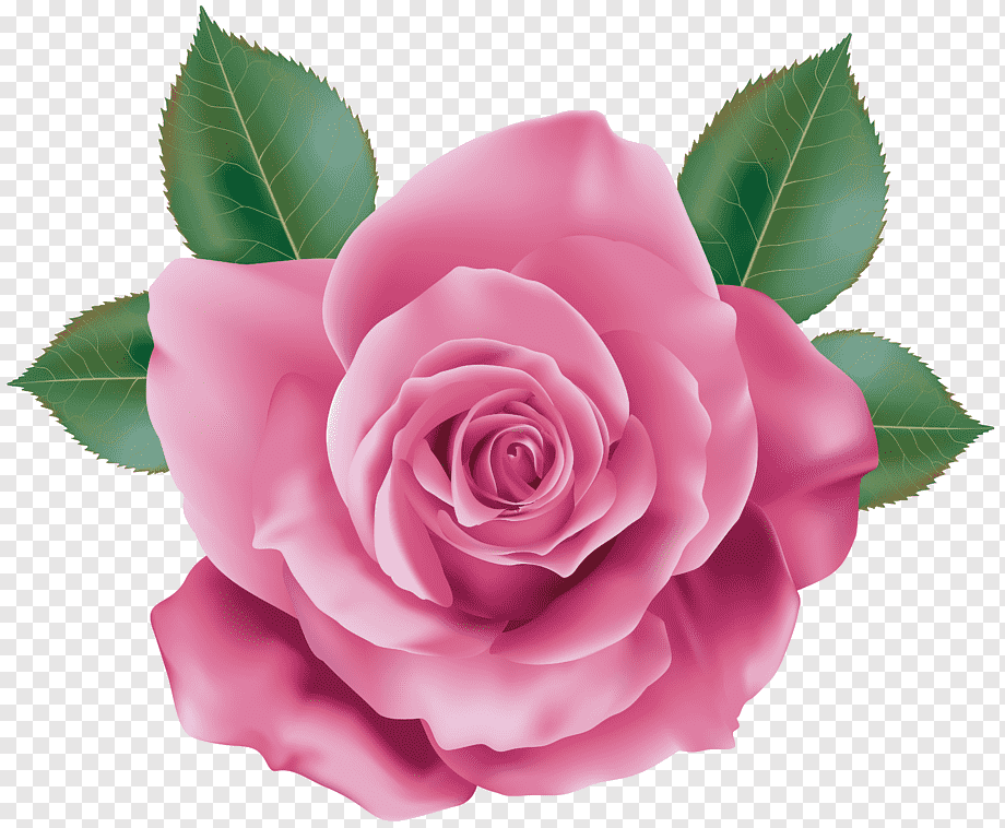 Pink Rose PNG