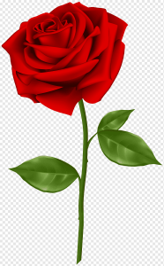 Red Rose PNG Download