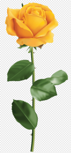 Yellow Rose PNG